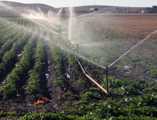 Algérie: Le projet Watermelon au service de l’agriculture durable